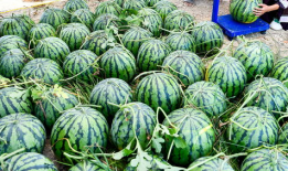 世界各地吃瓜爆料视频,短视频时代的全民娱乐盛宴